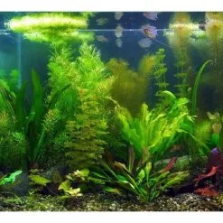 Aqua-Daho Aquarienpflanzen Set Für 100-120 Liter Becken