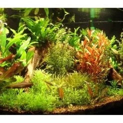 Aqua-Daho Aquarienpflanzen Set Für 50 - 60 Liter Becken