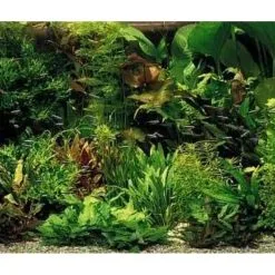 Aqua-Daho Aquarienpflanzen Set Für 380 - 450 Liter Becken