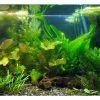 Aqua-Daho Aquarienpflanzen Set Für 240 - 300 Liter Becken